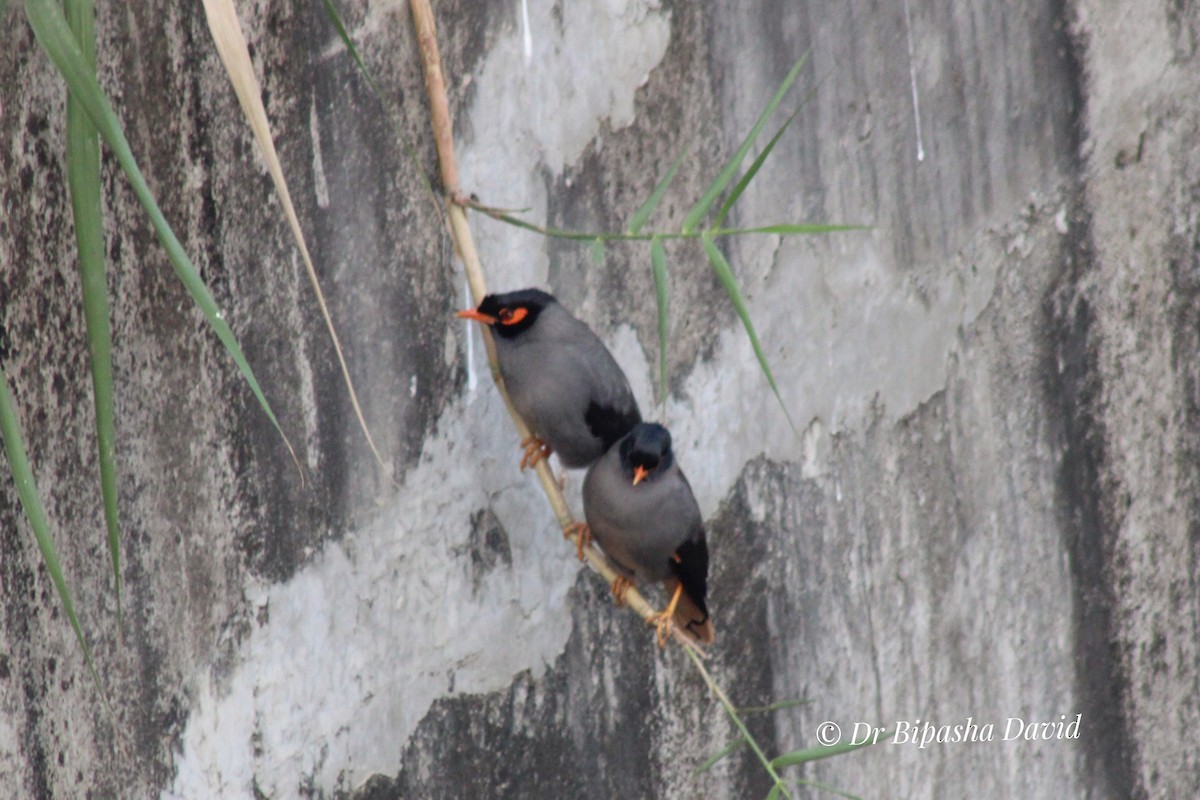 岸八哥 - ML645877776