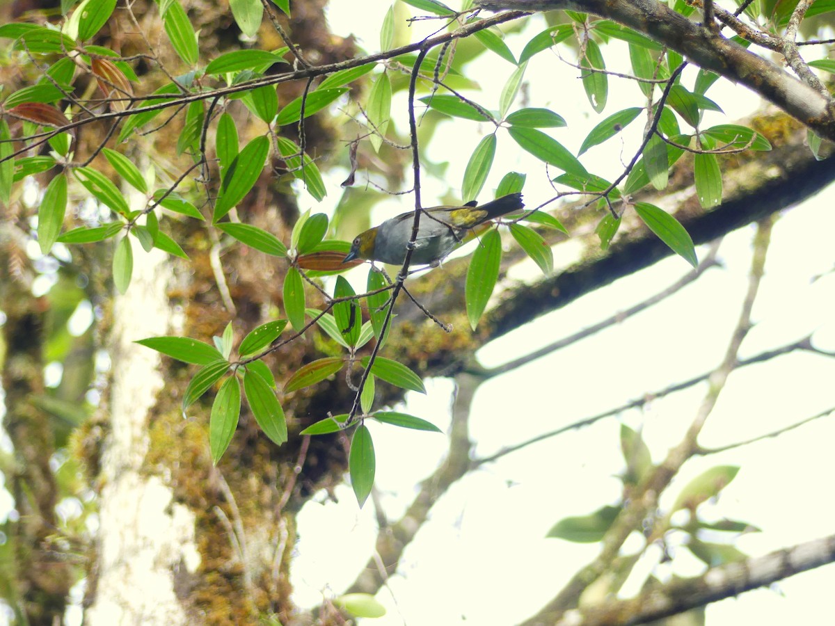 Yellow-throated Chlorospingus - ML645877777