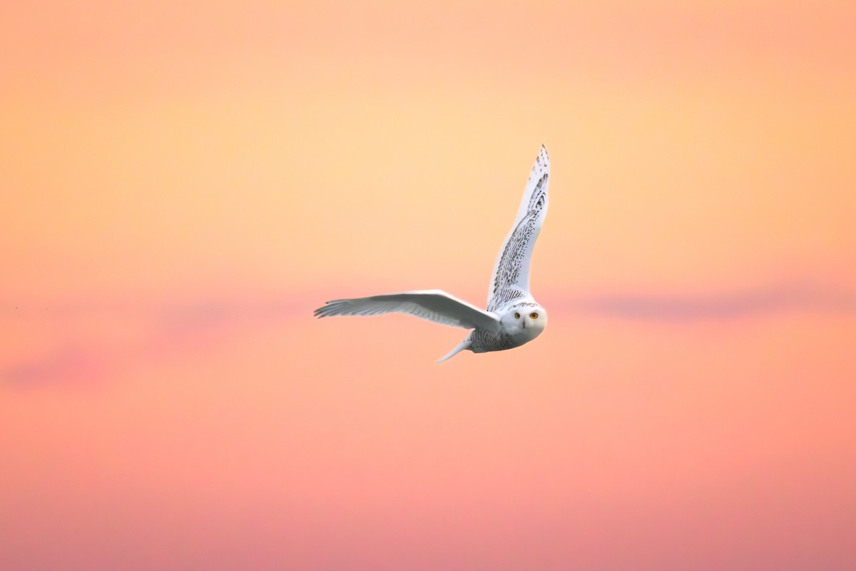 Snowy Owl - ML645877779