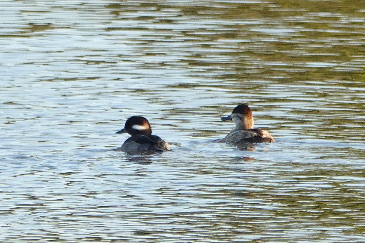 Ruddy Duck - ML645877782