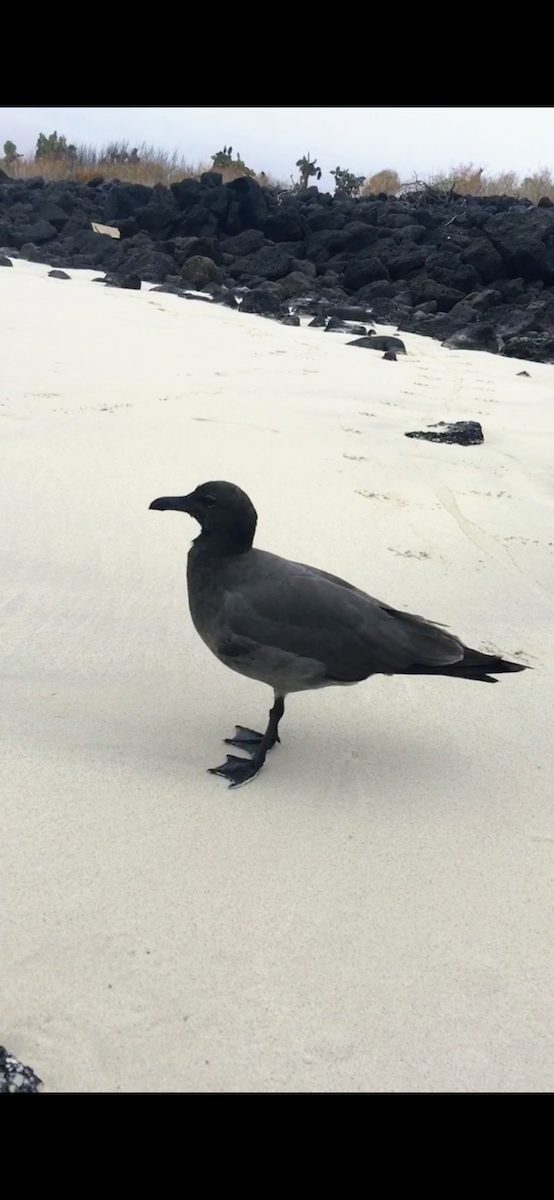 Lava Gull - ML645877783