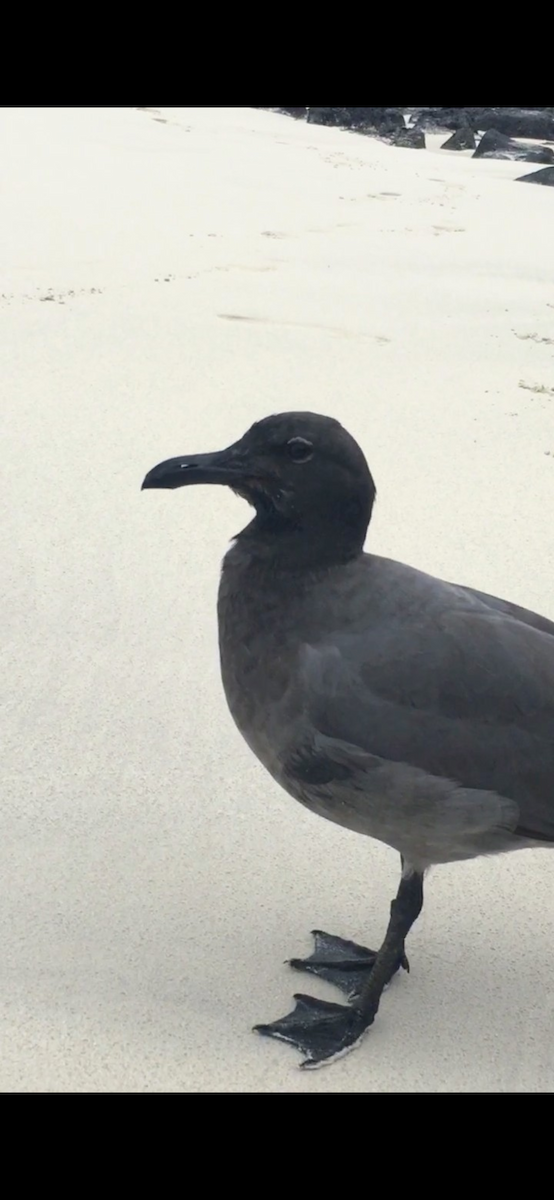 Lava Gull - ML645877784