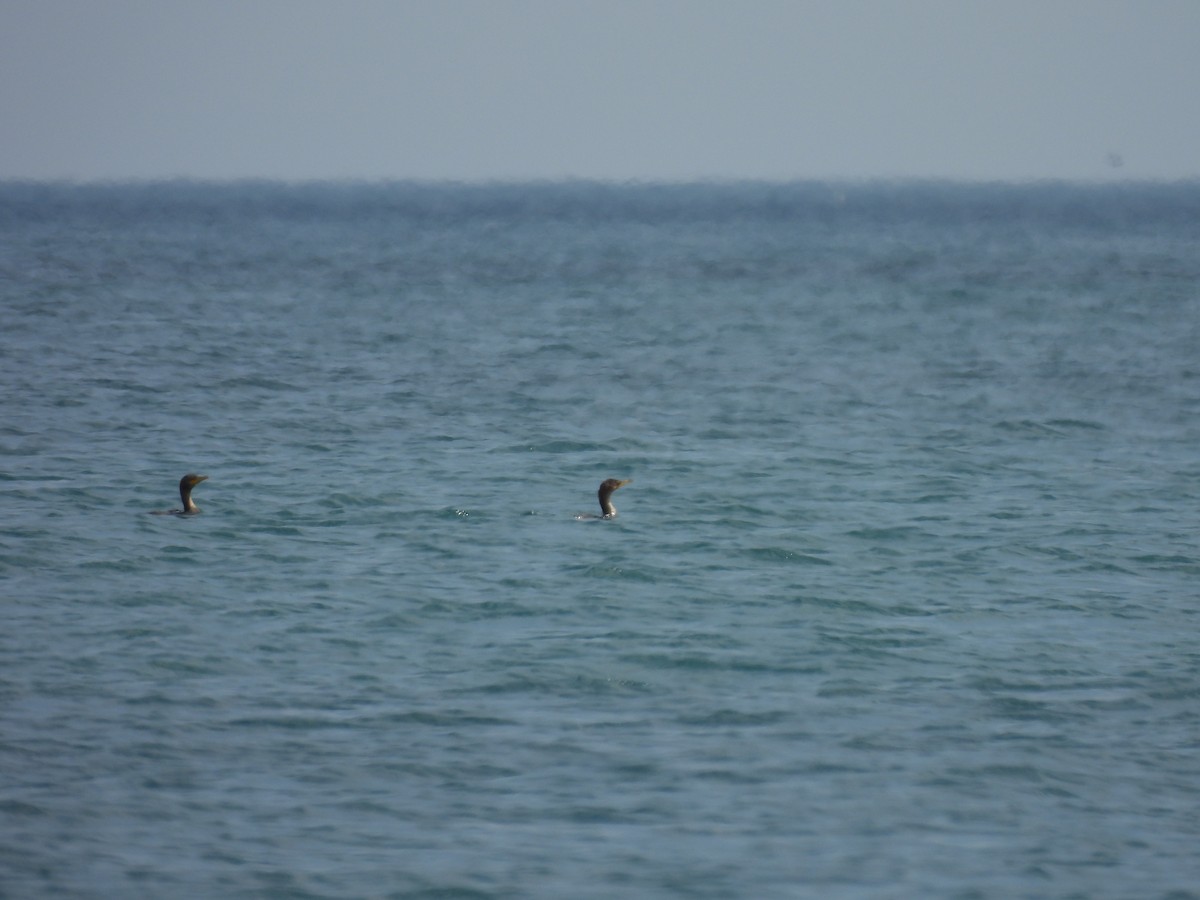 Double-crested Cormorant - ML645877785