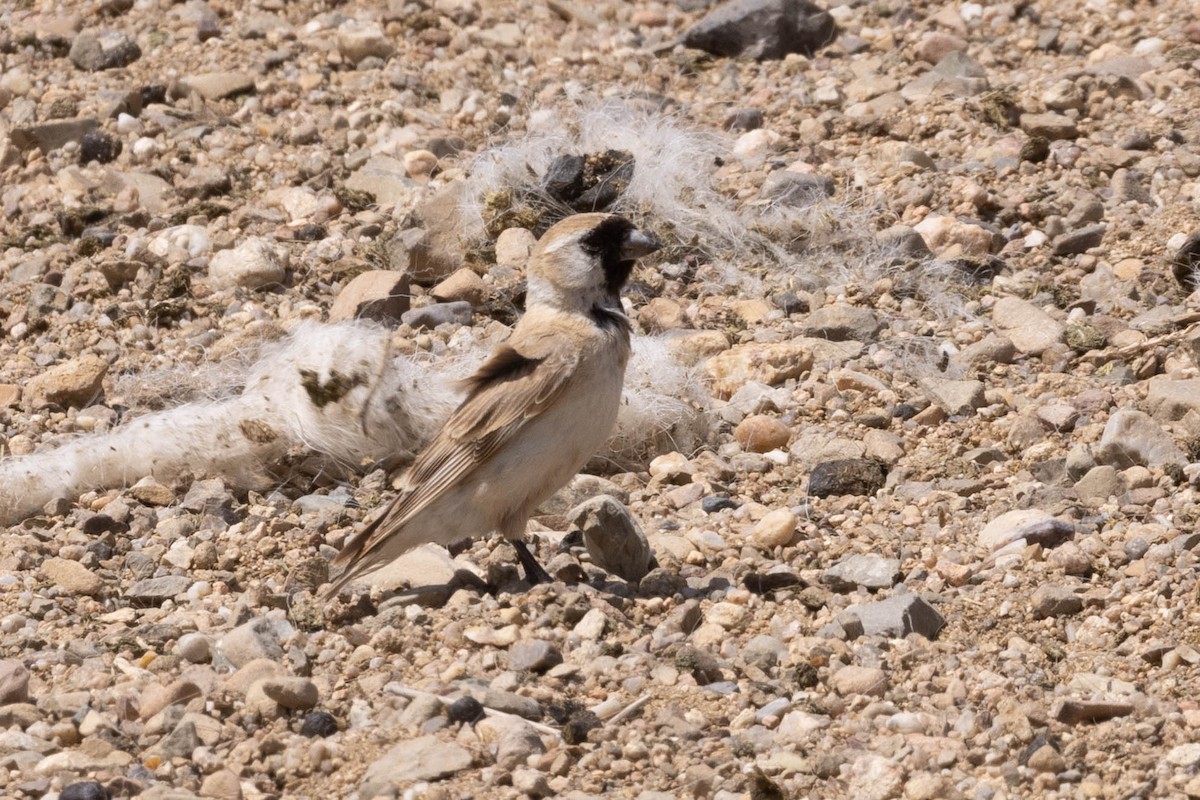 Pere David's Snowfinch - ML645877787