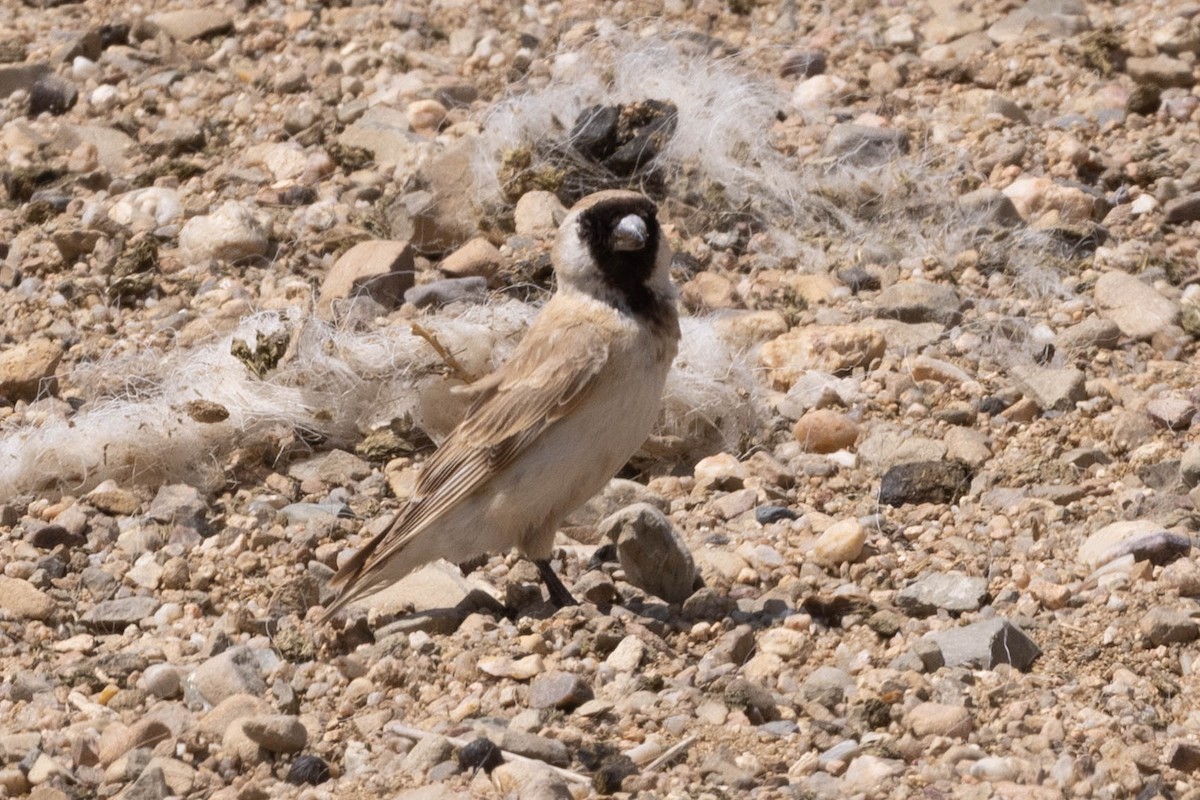 Pere David's Snowfinch - ML645877789