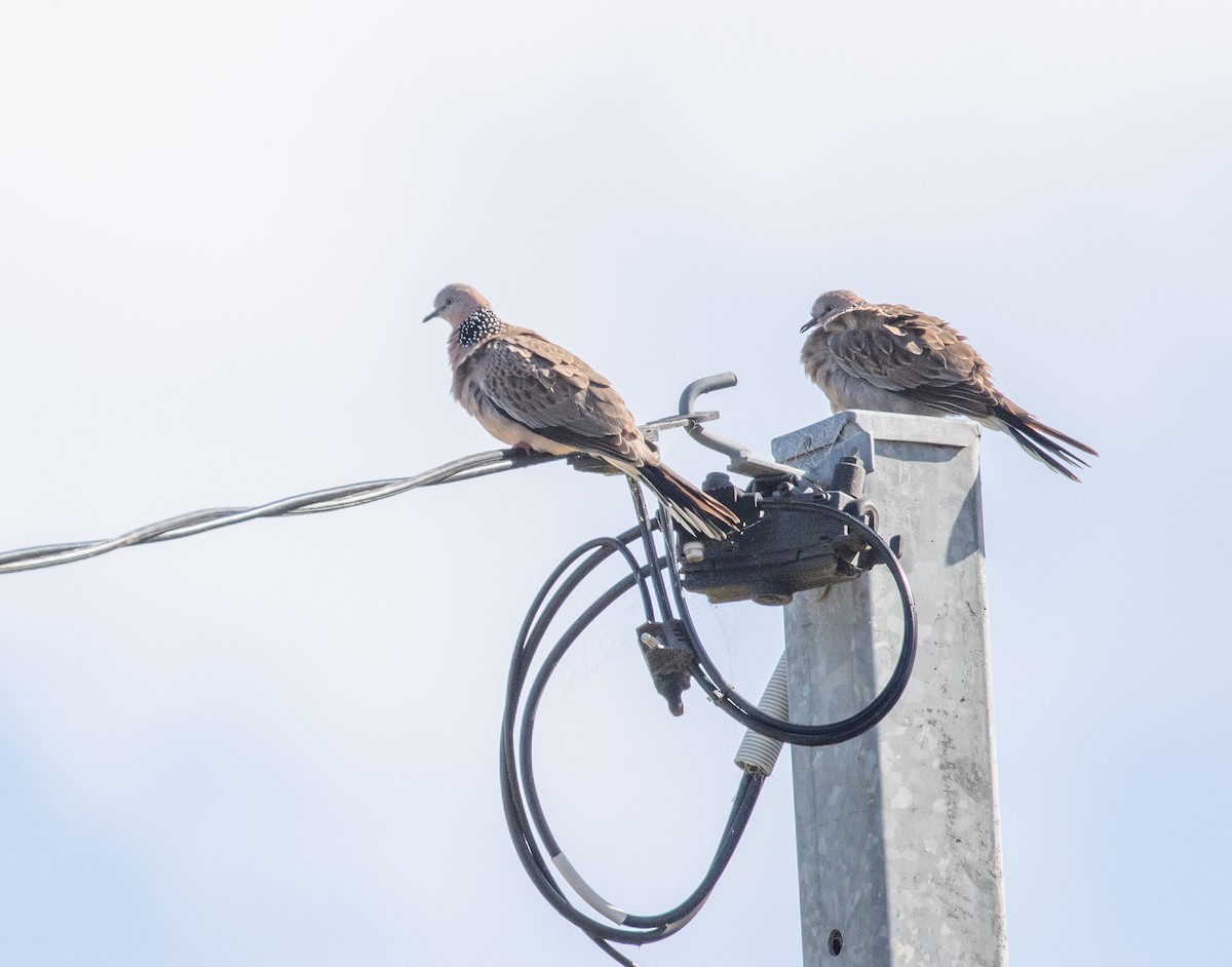 珠頸斑鳩 - ML645877790