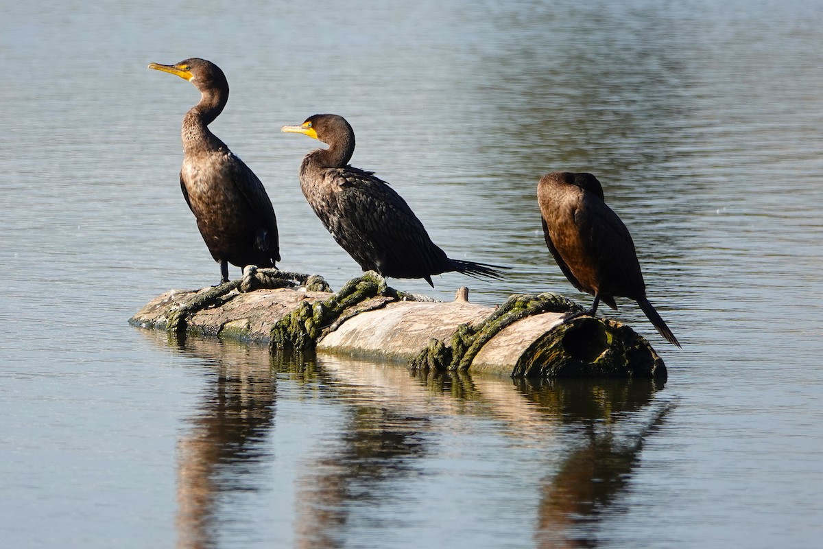 Double-crested Cormorant - ML645877791
