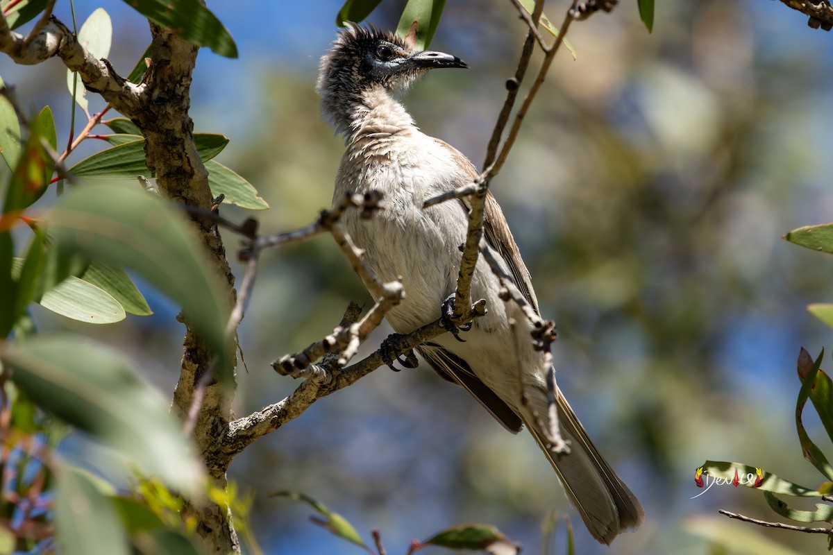 Little Friarbird - ML645877798