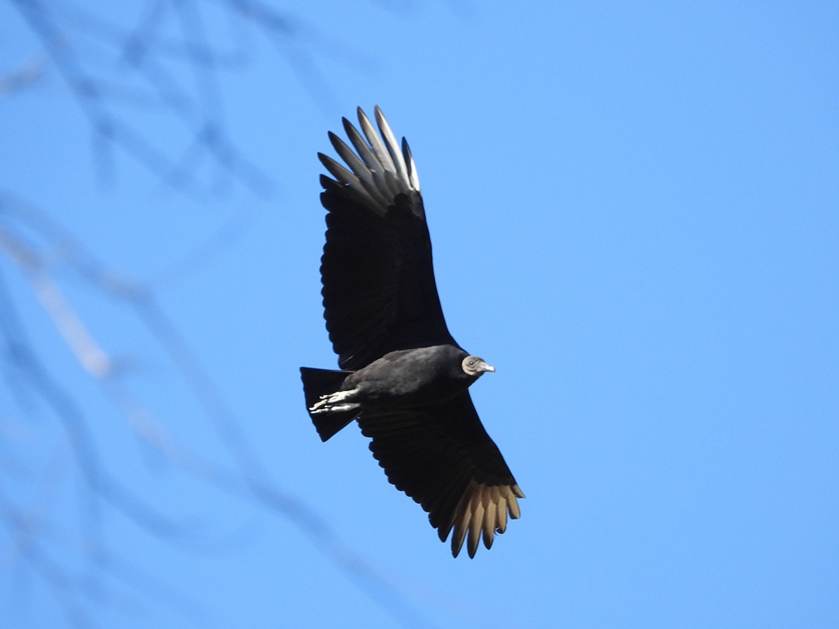 Black Vulture - ML645877801