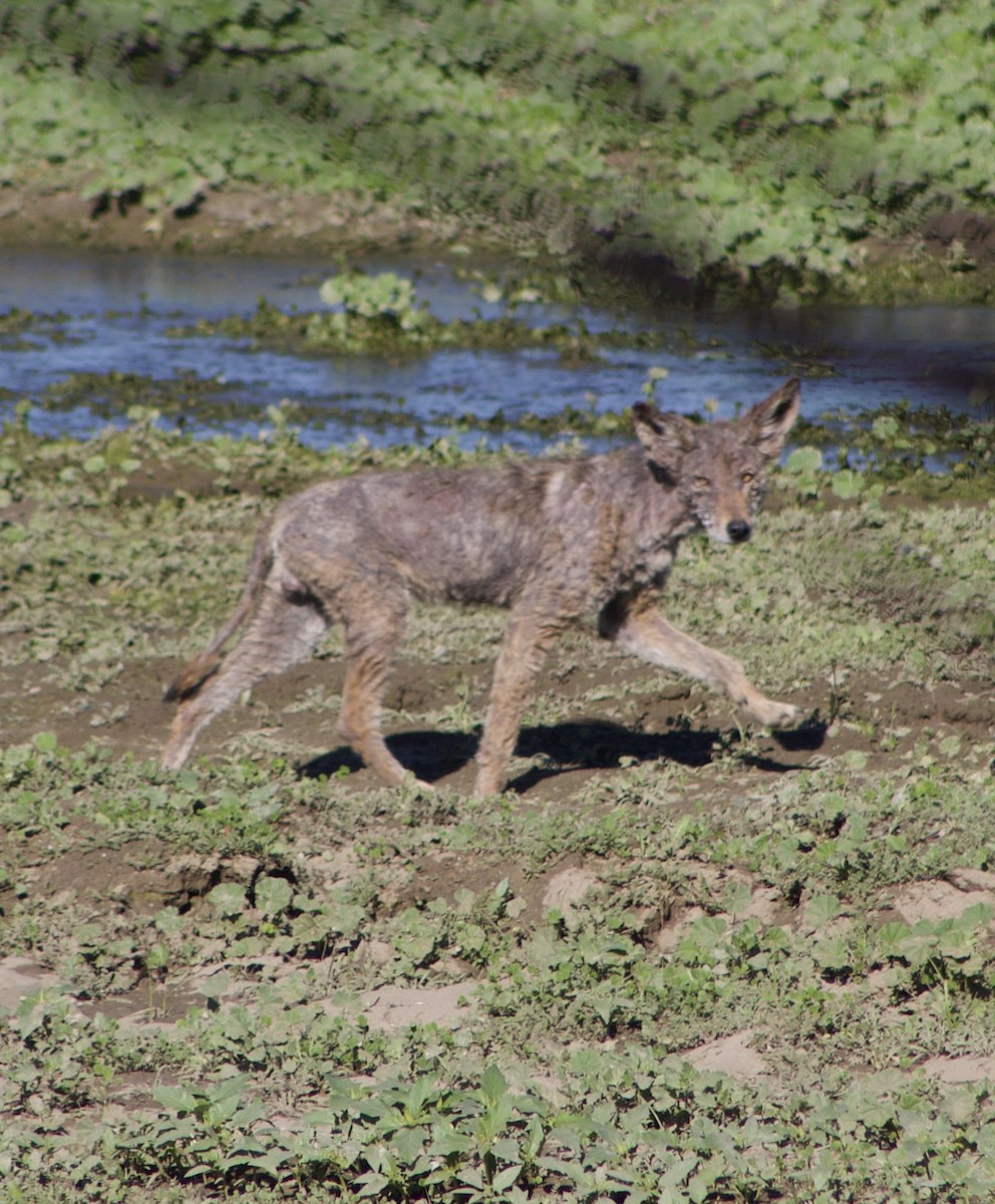 Coyote - ML645877802