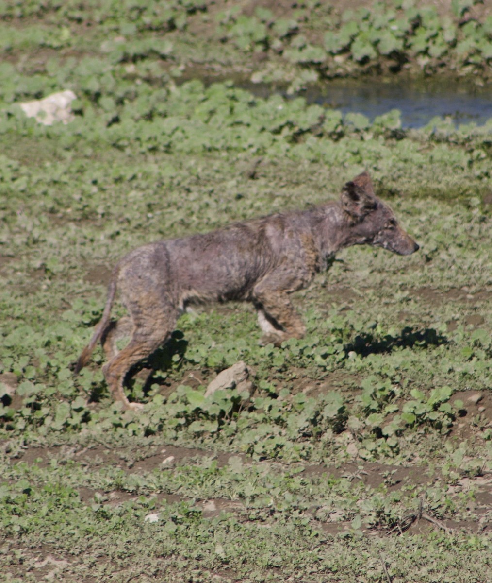 Coyote - ML645877803