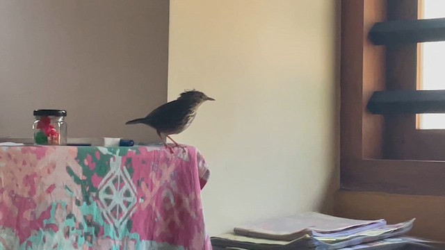 Kabarık Gerdanlı Ardıçesmeri - ML645877806