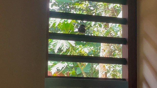 Kabarık Gerdanlı Ardıçesmeri - ML645877811