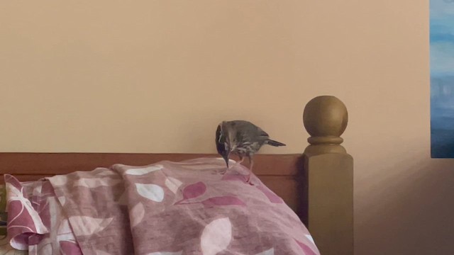 Kabarık Gerdanlı Ardıçesmeri - ML645877816