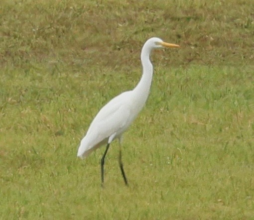 Plumed Egret - ML645877821