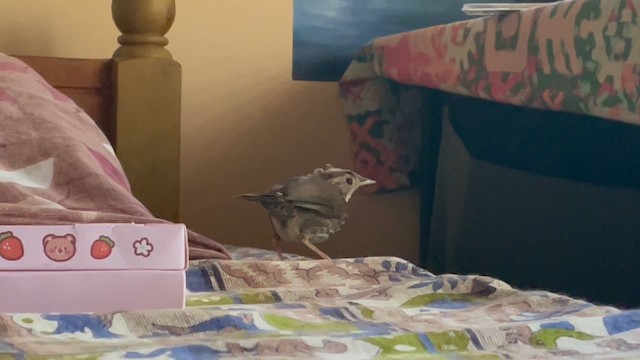 Kabarık Gerdanlı Ardıçesmeri - ML645877824