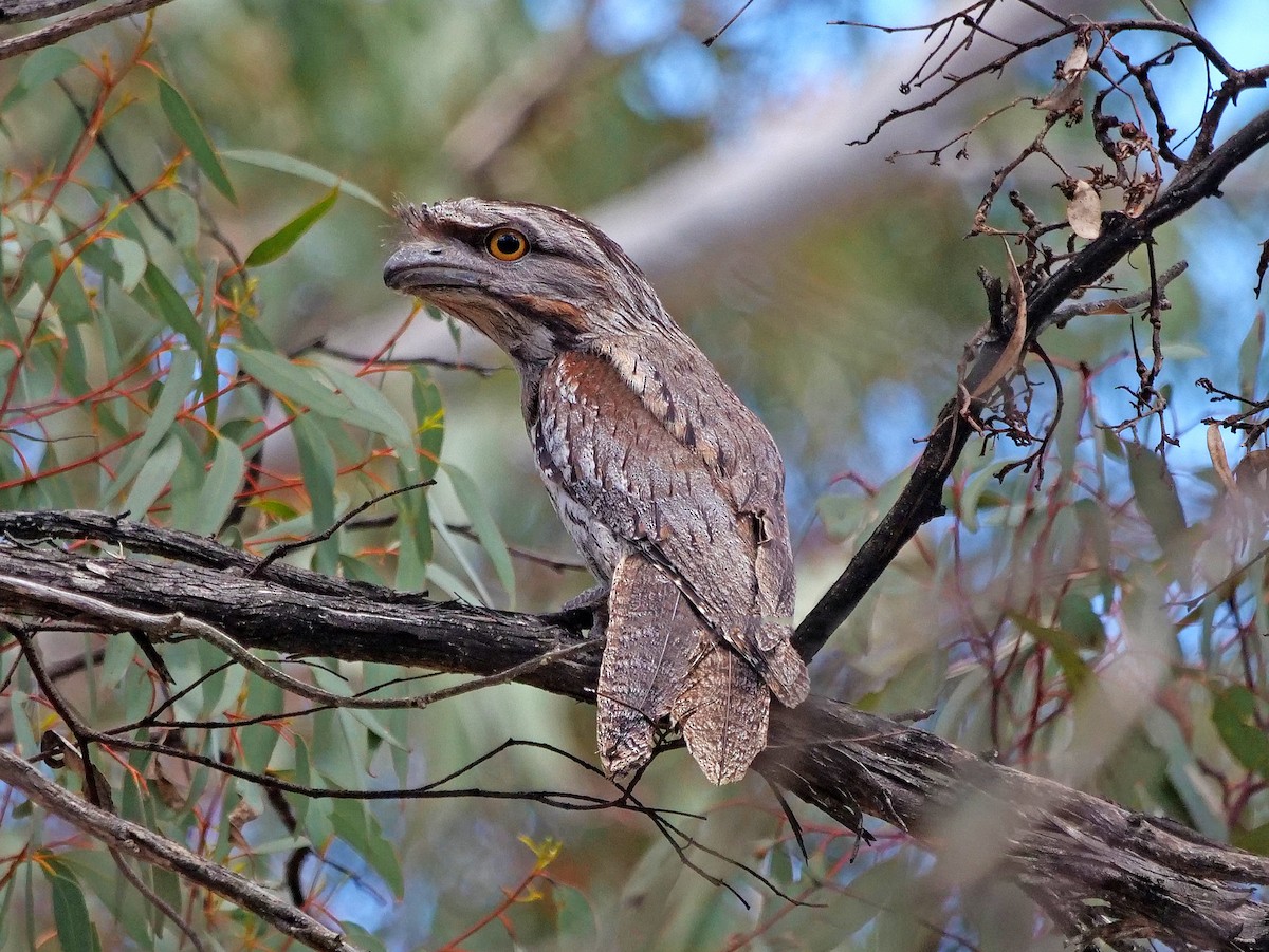 Avustralya Kocaağzı - ML645877825