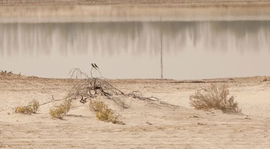 Arabian Green Bee-eater - ML645877828