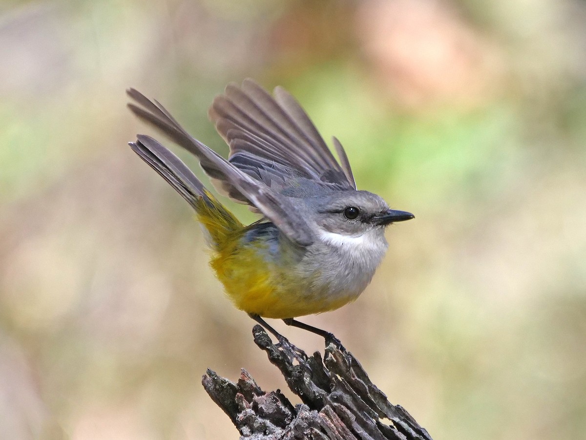 Western Yellow Robin - ML645877838