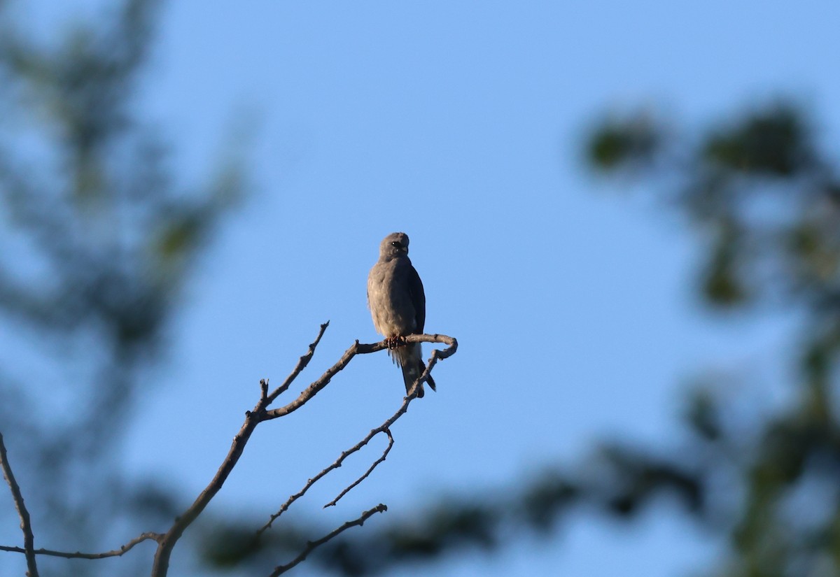 Mississippi Kite - ML645877843