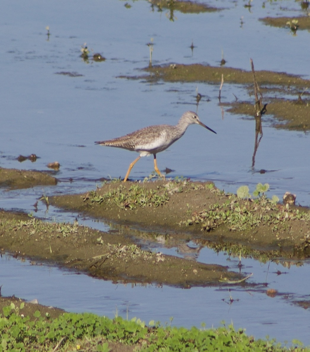 Greater Yellowlegs - ML645877844