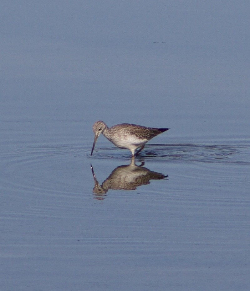 Greater Yellowlegs - ML645877845