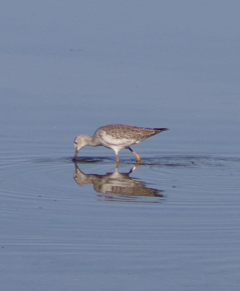 Greater Yellowlegs - ML645877846