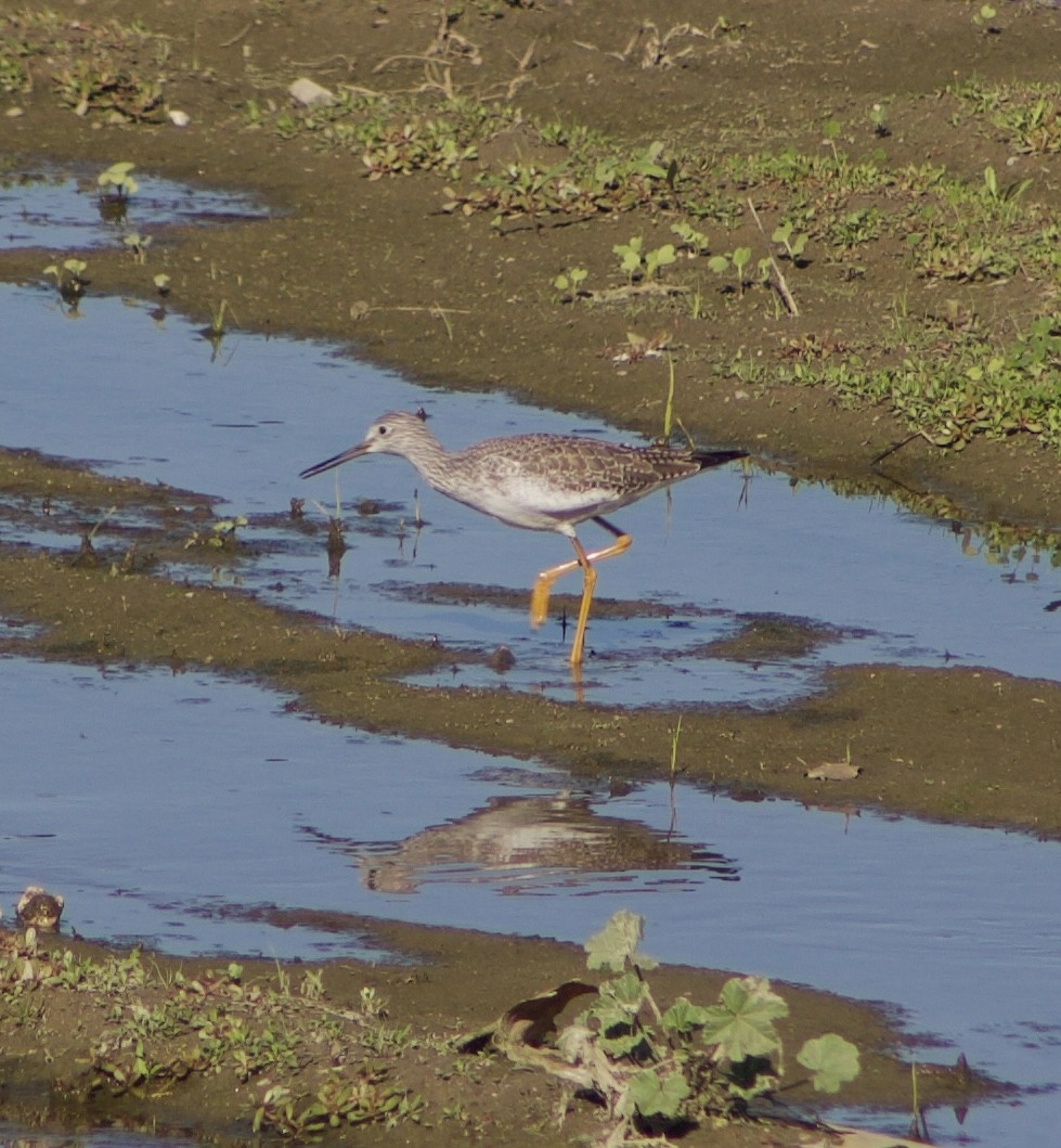 Greater Yellowlegs - ML645877847