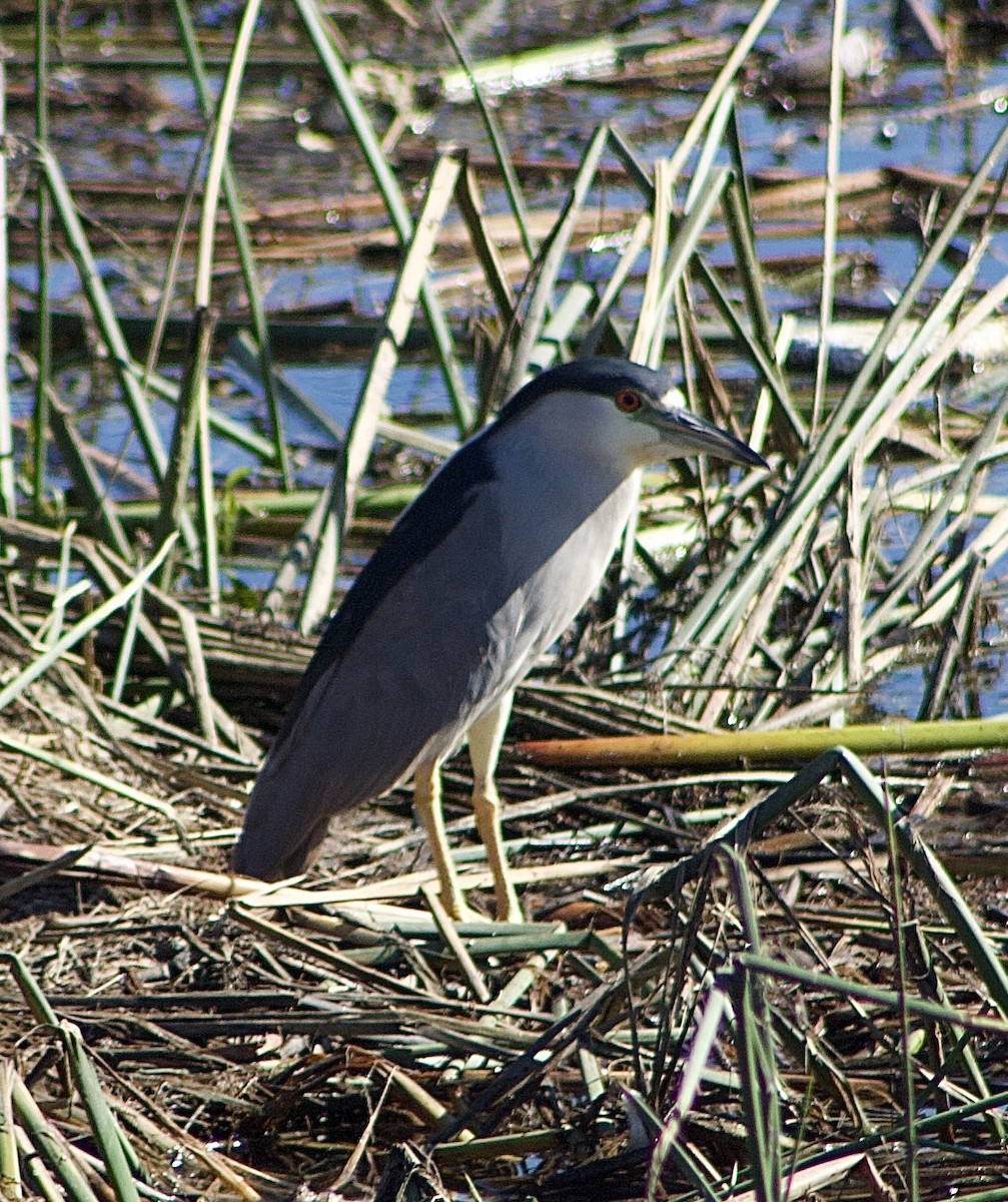 Black-crowned Night Heron - ML645877850