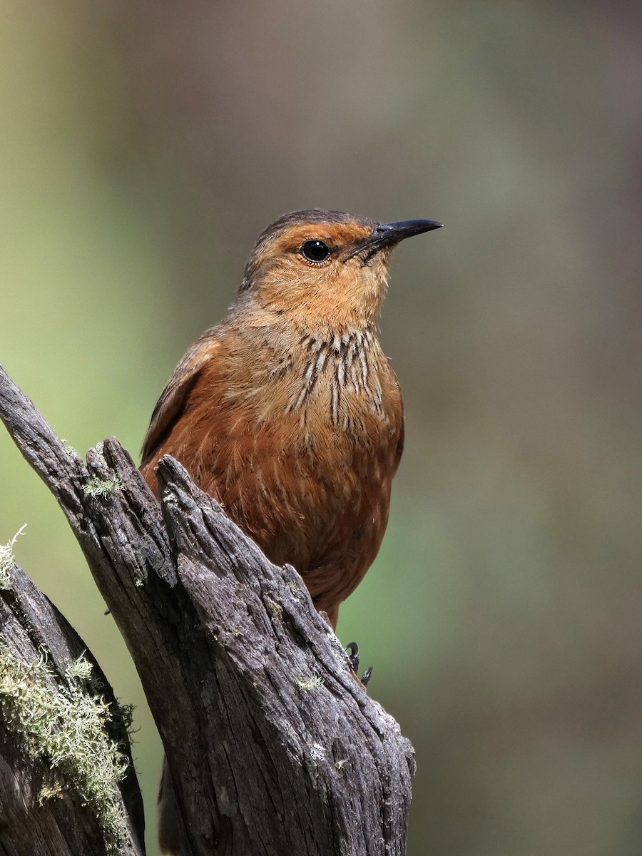 Rufous Treecreeper - ML645877851