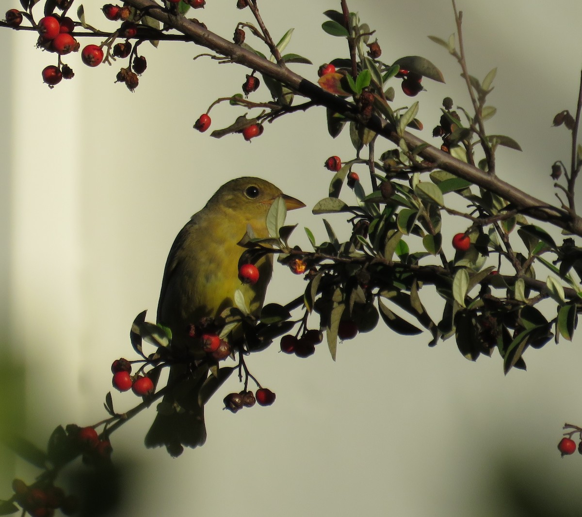 Western Tanager - ML645877853