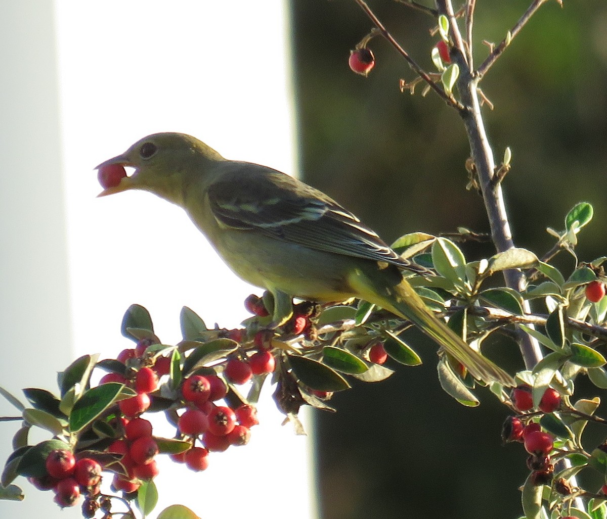 Western Tanager - ML645877854