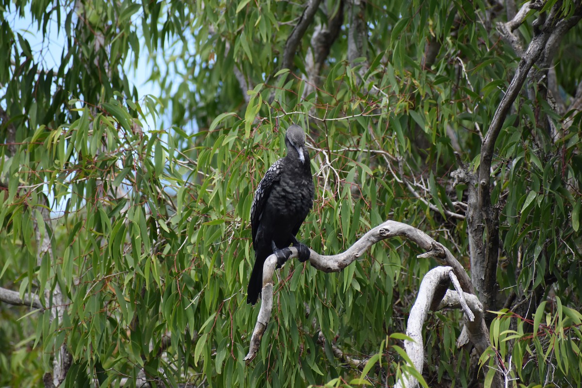 Little Black Cormorant - ML645877855