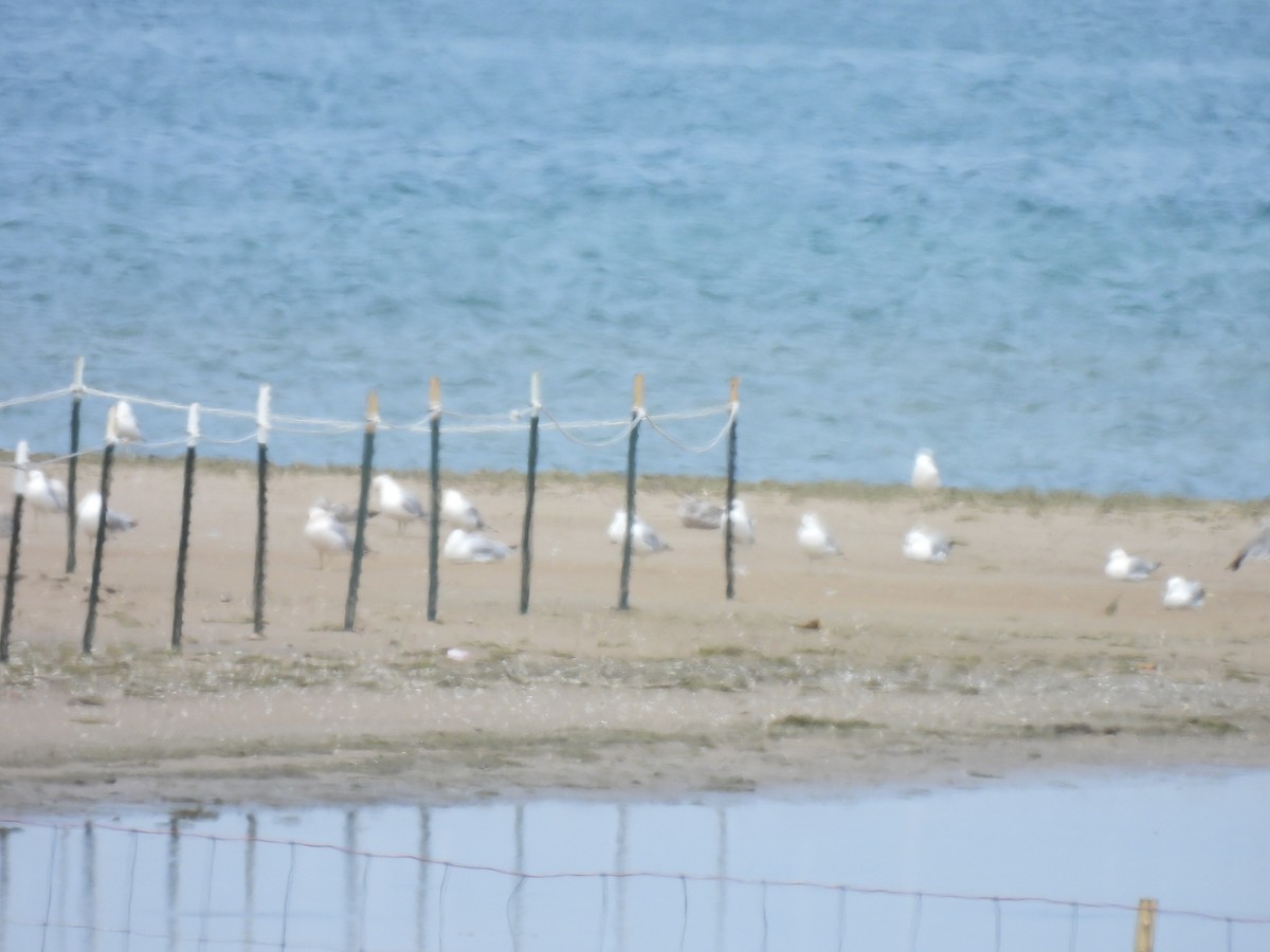 Goéland hudsonien - ML645877858