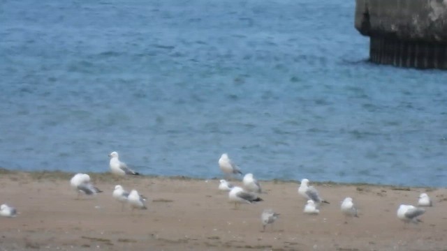 Amerika Gümüş Martısı - ML645877860