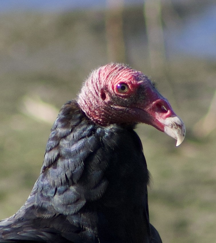 Turkey Vulture - ML645877866