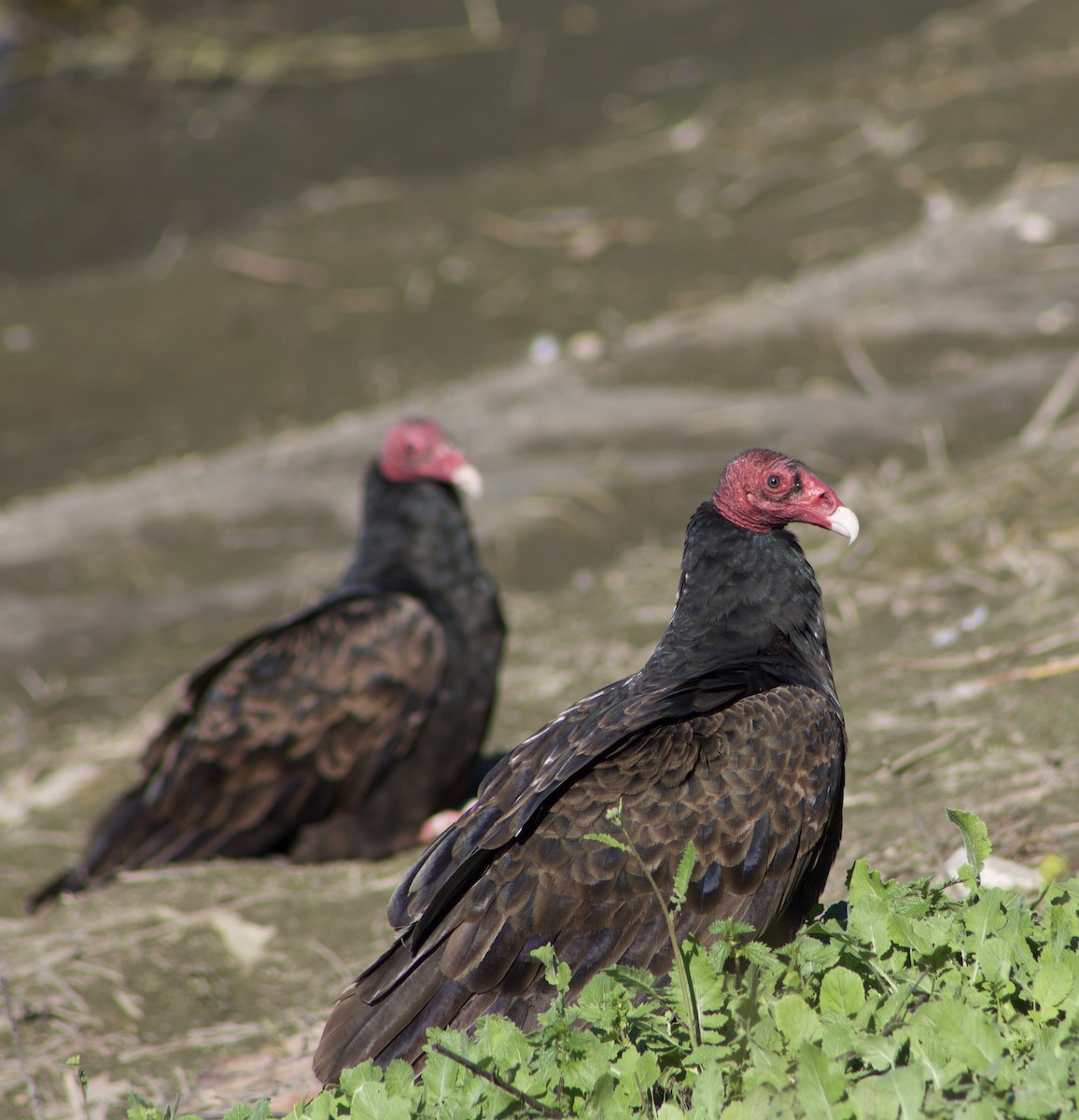 Turkey Vulture - ML645877867