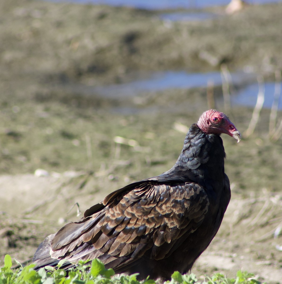 Turkey Vulture - ML645877868