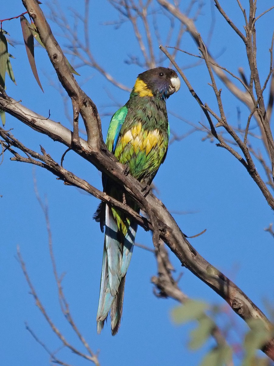 Australian Ringneck - ML645877870