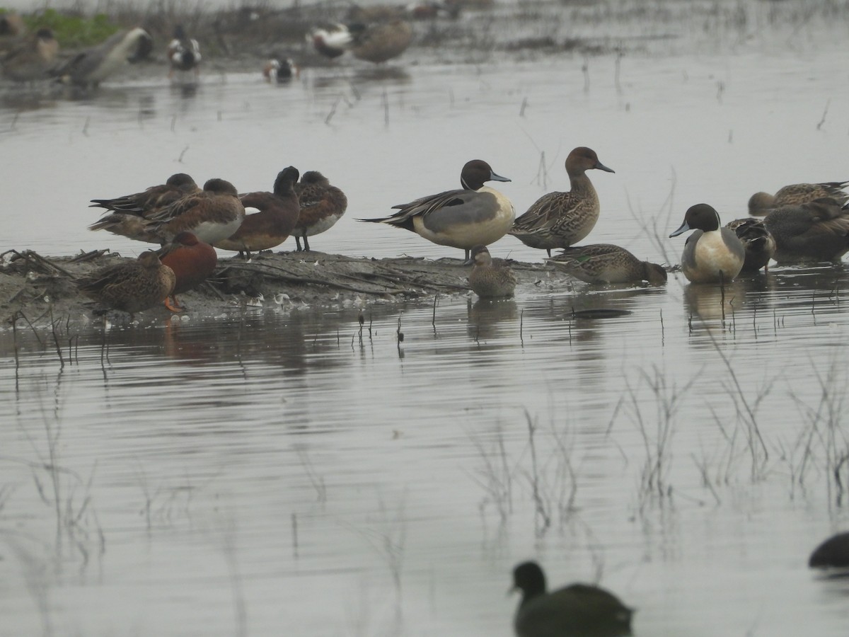 Cinnamon Teal - ML645877871