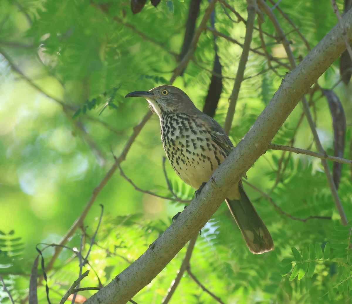 Gray Thrasher - ML645877872