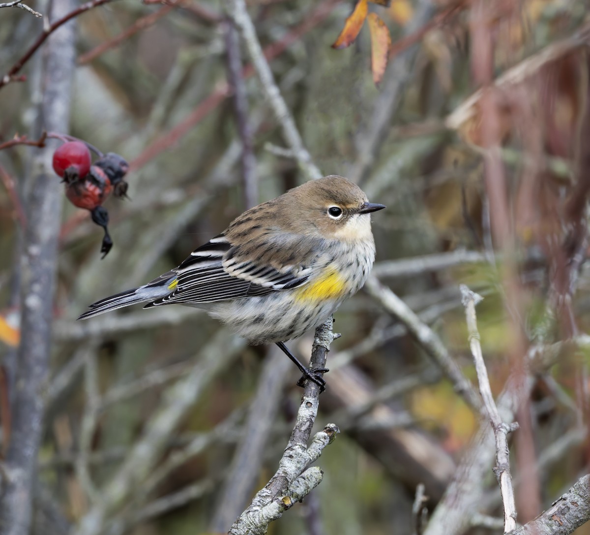 Yellow-rumped Warbler - ML645877873