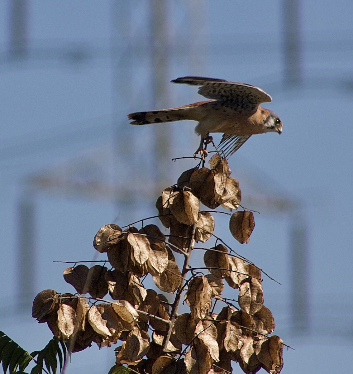 American Kestrel - ML645877877