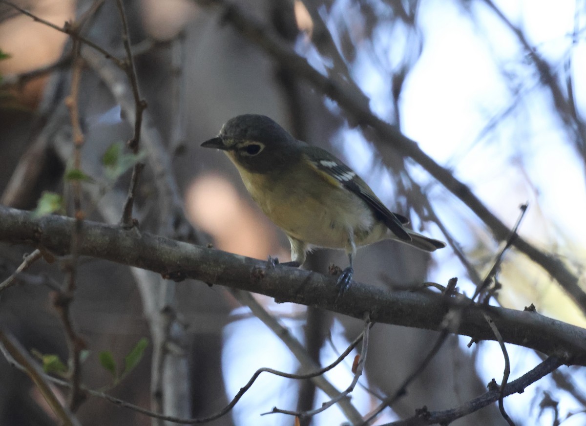 Cassin's Vireo - ML645877878