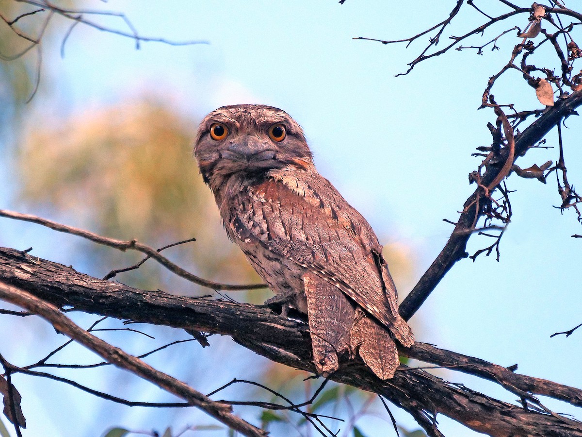 Avustralya Kocaağzı - ML645877879