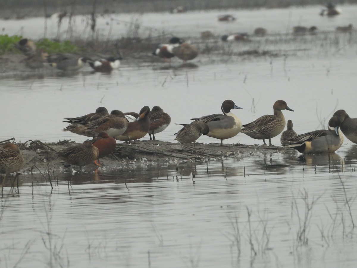 小水鴨(carolinensis) - ML645877882
