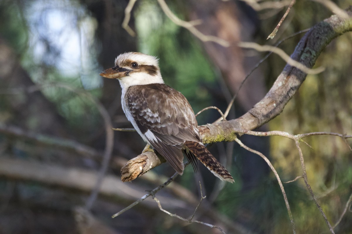 Laughing Kookaburra - ML645877883