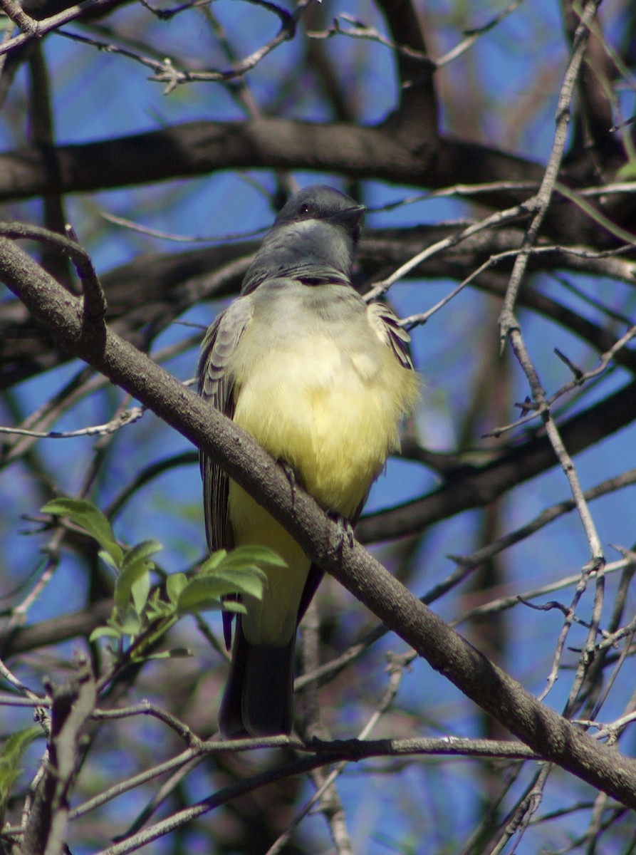 Cassin's Kingbird - ML645877884