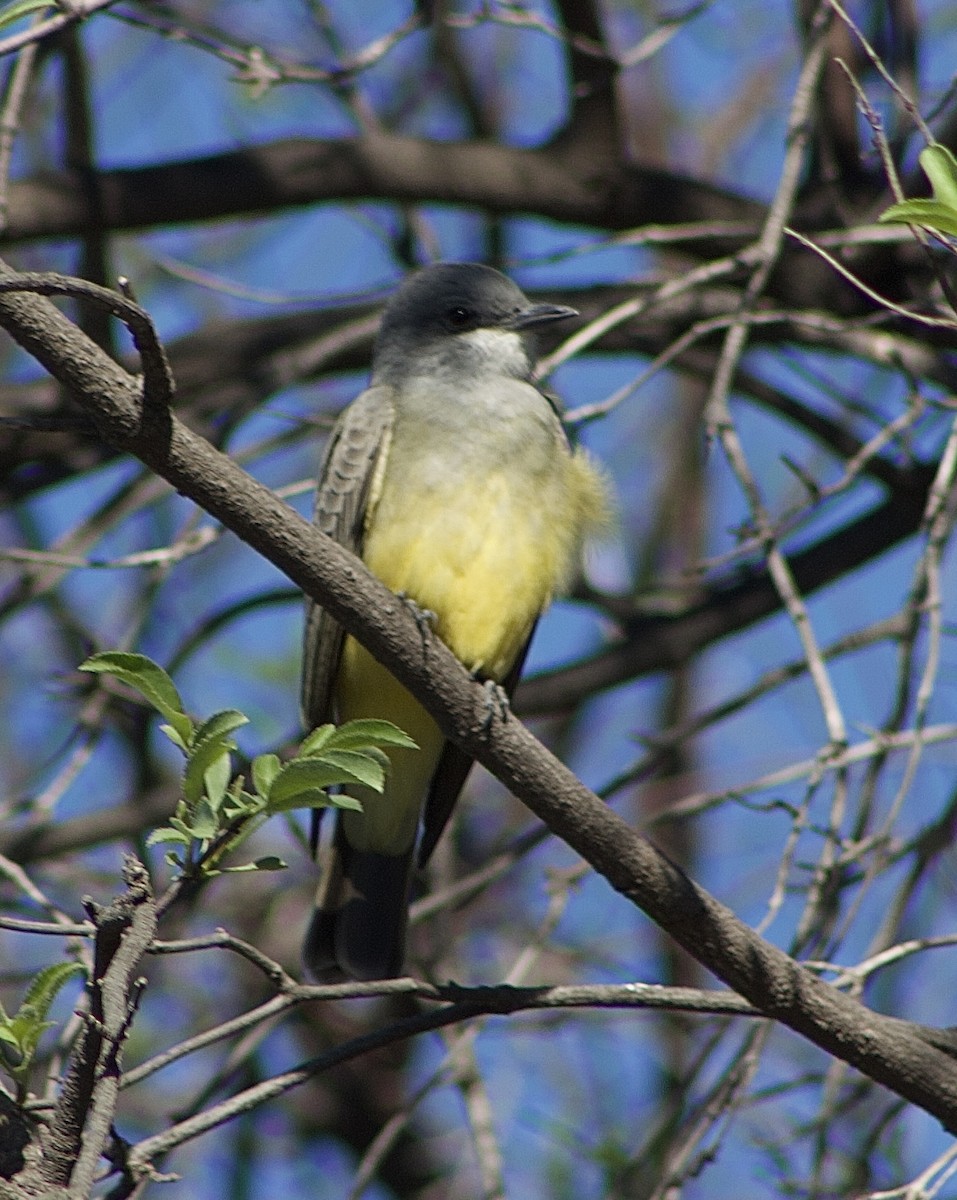 Cassin's Kingbird - ML645877885