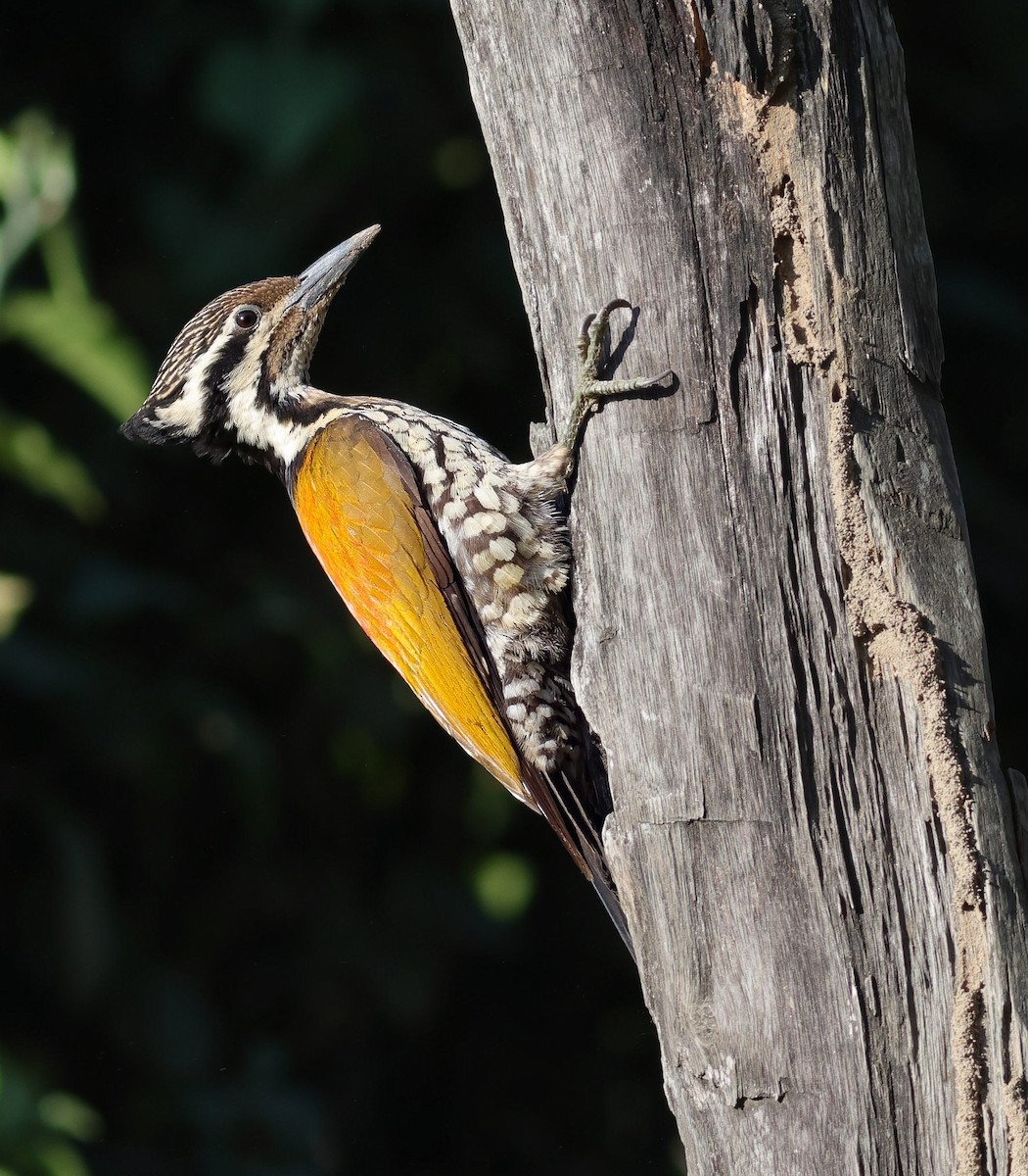 Himalayan Flameback - ML645877887